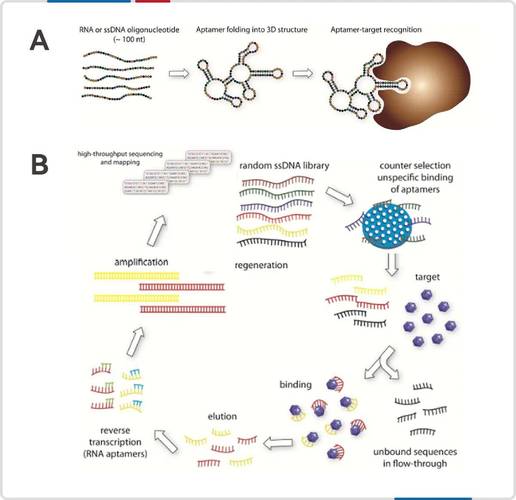 Curia 扩展生物制剂生产能力，获取 Touchlight 的 doggybone DNA 使用权限