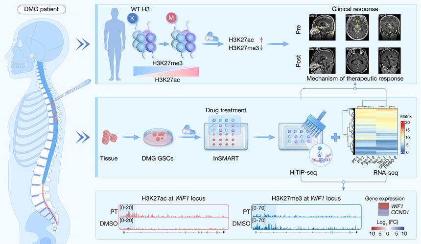Cybrexa Therapeutics与FDA进行的实体瘤治疗新方法