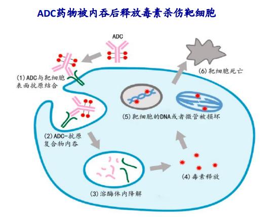 浩鼎 荣获「台湾最具潜力 ADC 临床候选药物奖」