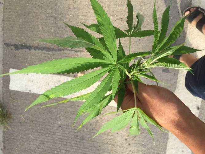 工业大麻概念股添新丁 三力士借道老挝涉足