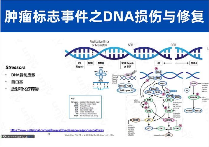 KFSH&RC 与 KAUST 研究人员发现负责最致命疟疾菌株繁殖的基因