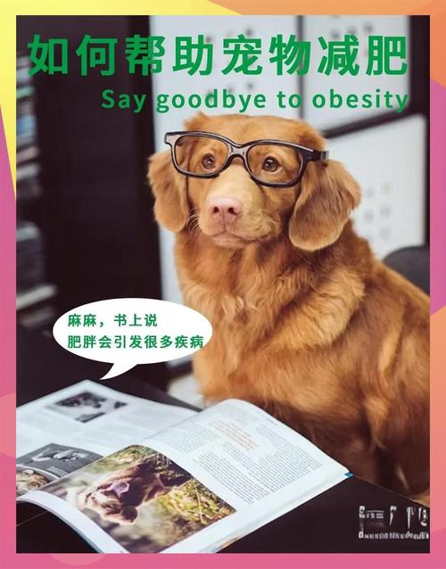 宠物保健自由，年轻人最后的任性