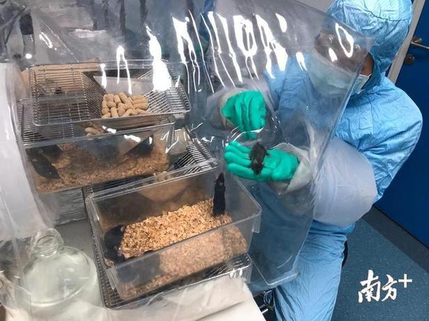 Taconic Biosciences成为首家实验动物提供商