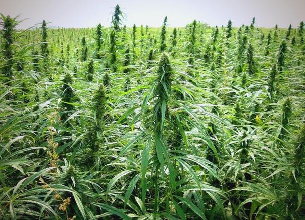 工业大麻概念股增至24家 播种季却不见播种