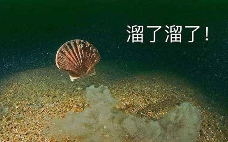扇贝还想“跑路”？北斗系统立功了
