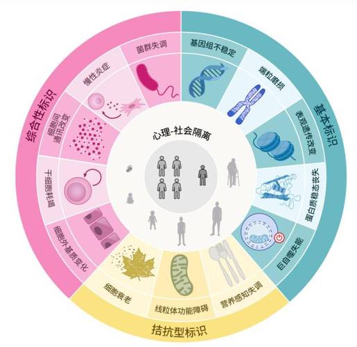 八子补肾亮相中非盛会 科学抗衰老“中国方案”引关注