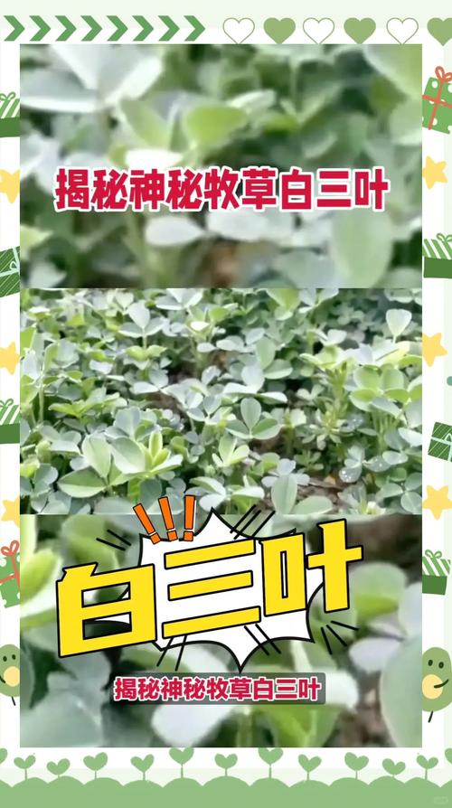 三叶草生物扩大与CEPI的合作