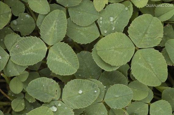 三叶草生物扩大与CEPI的合作