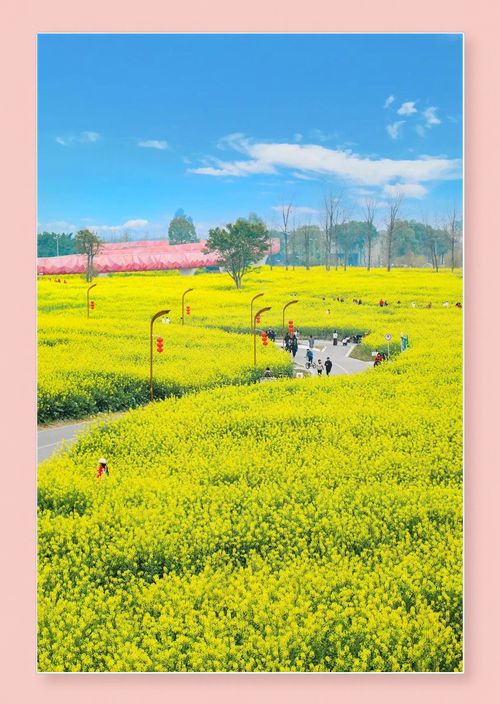 重庆春季乡村旅游热万亩油菜花海吸引游客