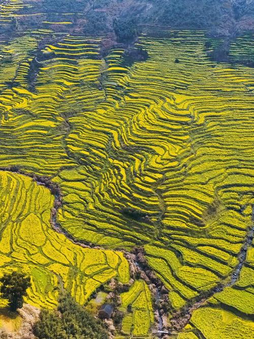 重庆春季乡村旅游热万亩油菜花海吸引游客