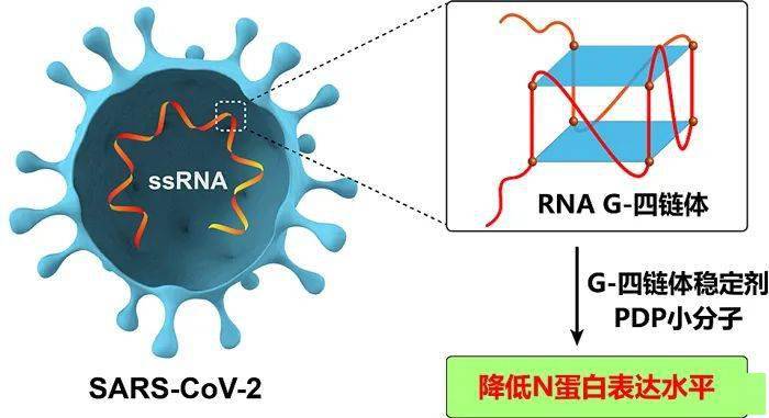 北京东方略与金斯瑞蓬勃生物就HPV治疗性DNA药物项目达成战略合作