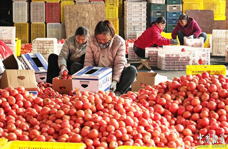 多部门：抓好冬春蔬菜生产 确保“菜篮子”产品保供稳价