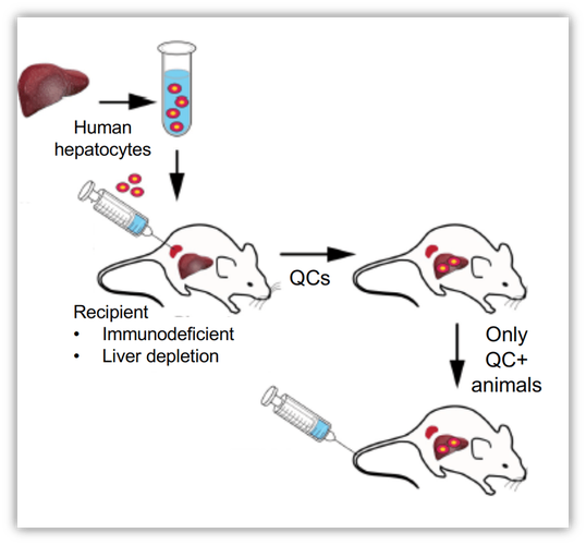 Taconic Biosciences推出新的免疫肿瘤学小鼠模型