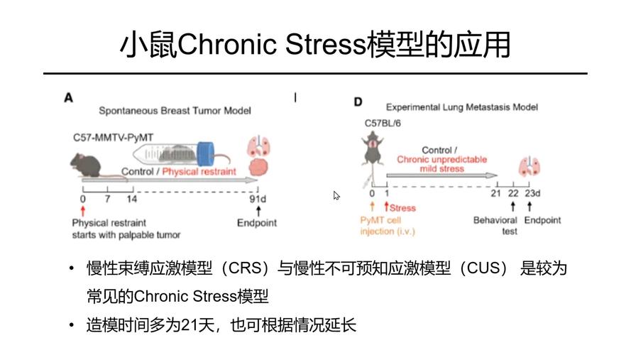 Taconic Biosciences推出新的免疫肿瘤学小鼠模型