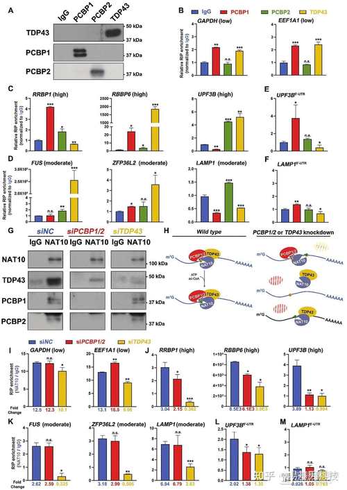 AIM ImmunoTech 在评估 Ampligen 治疗 COVID 后遗症