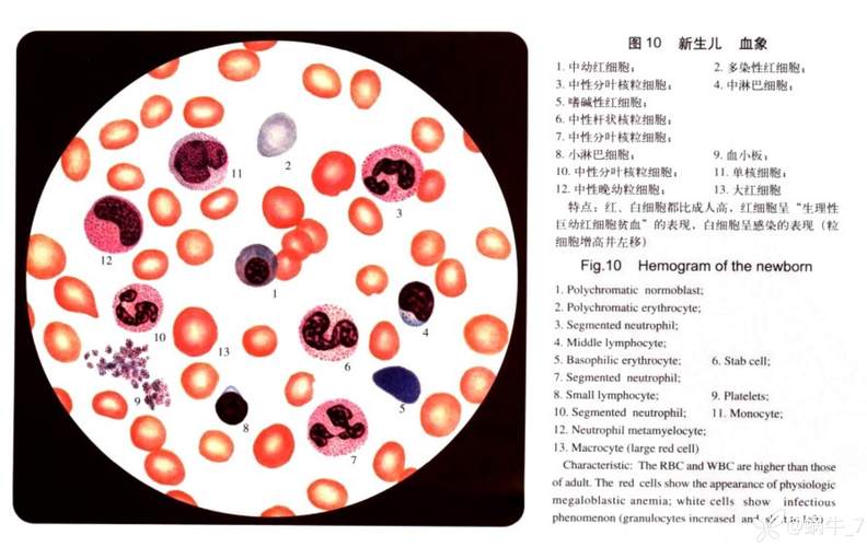 Rundo选择OmniComm 等电子临床解决方案
